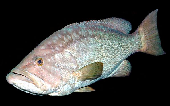 Mycteroperca rubra_004